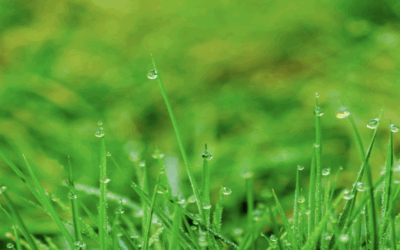 How Often Should You Check Your Sump Pump in Summer?